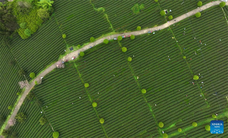 Bauern in Guizhou mit der Frühlingsteeernte beschäftigt