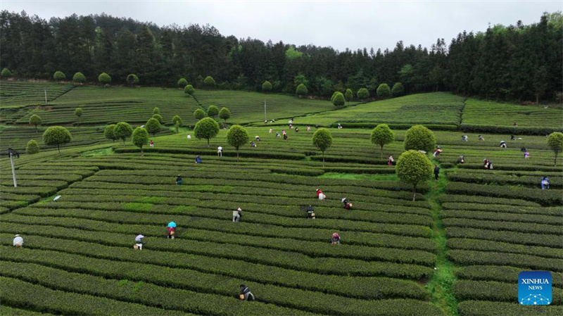 Bauern in Guizhou mit der Frühlingsteeernte beschäftigt