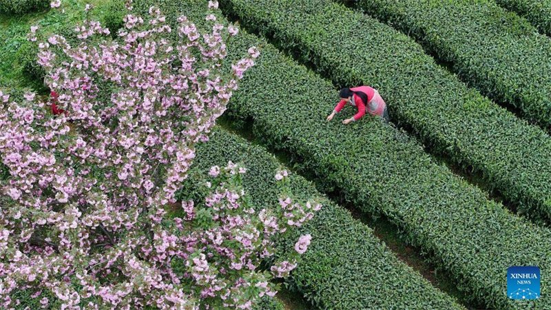 Bauern in Guizhou mit der Frühlingsteeernte beschäftigt