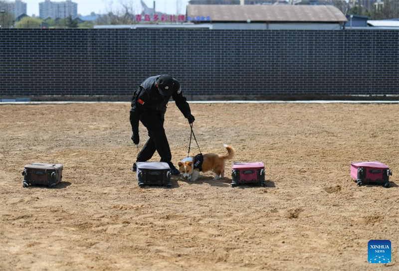 Der erste Corgi-Polizeihund Chinas