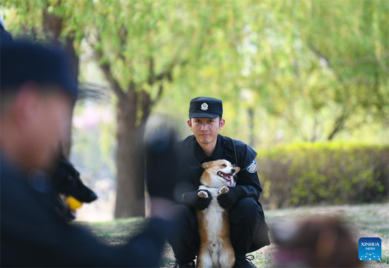 Der erste Corgi-Polizeihund Chinas