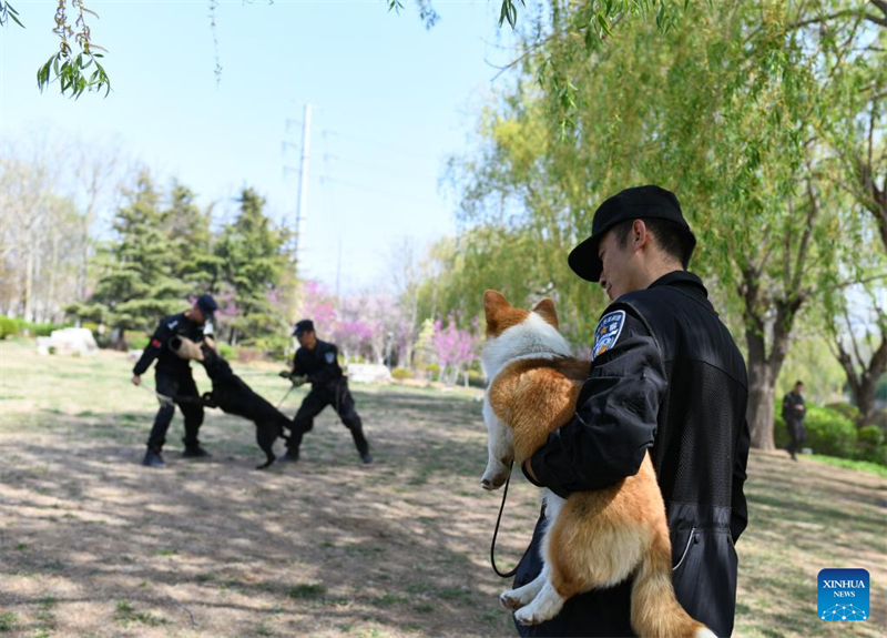 Der erste Corgi-Polizeihund Chinas