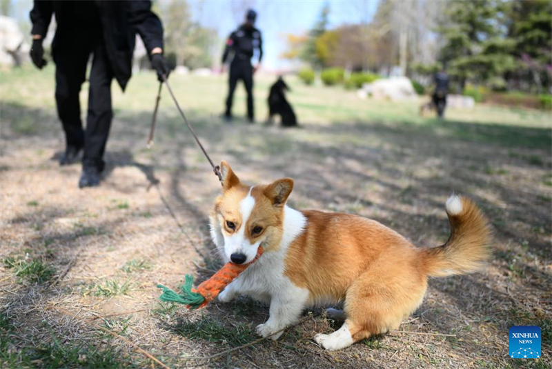 Der erste Corgi-Polizeihund Chinas