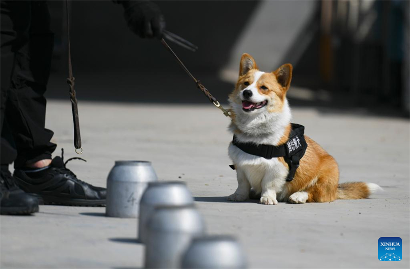 Der erste Corgi-Polizeihund Chinas