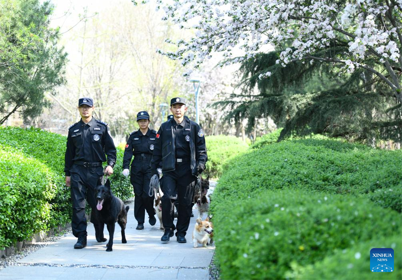 Der erste Corgi-Polizeihund Chinas