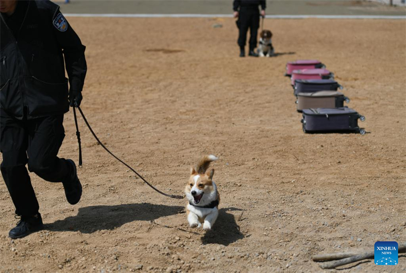 Der erste Corgi-Polizeihund Chinas