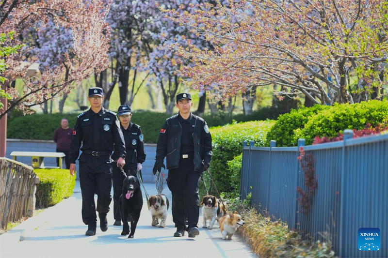 Der erste Corgi-Polizeihund Chinas