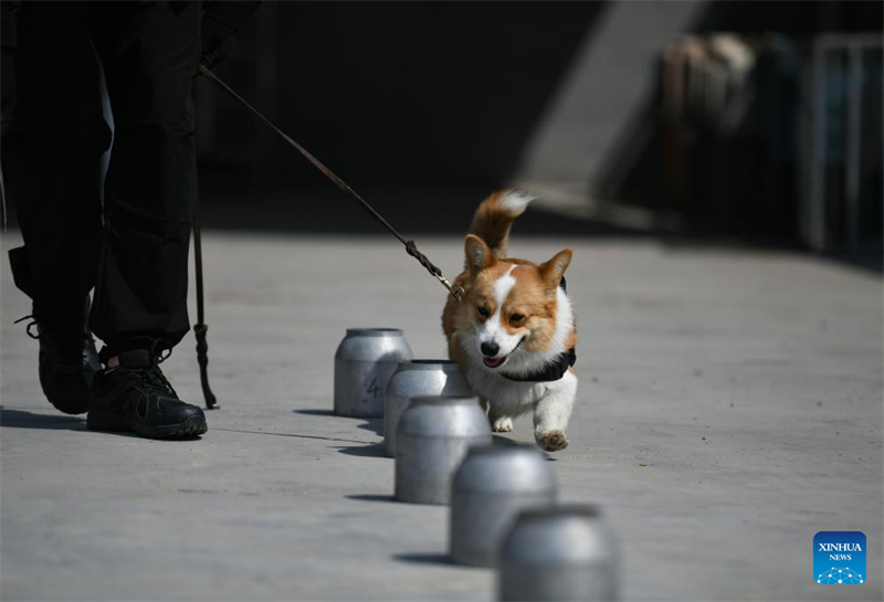 Der erste Corgi-Polizeihund Chinas