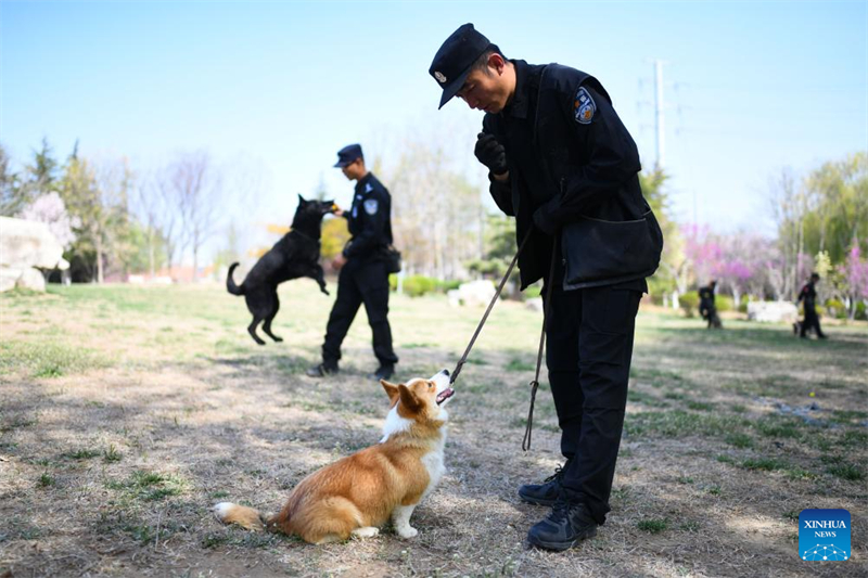 Der erste Corgi-Polizeihund Chinas