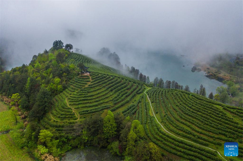 Traditioneller Tee boomt in Zhejiang