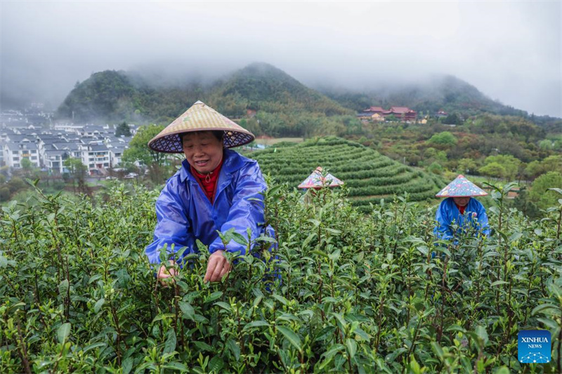 Traditioneller Tee boomt in Zhejiang