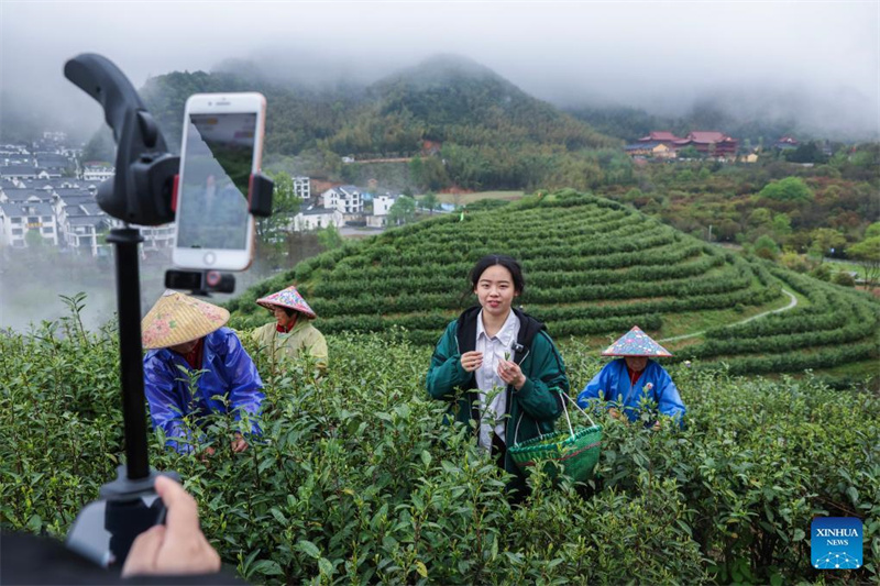 Traditioneller Tee boomt in Zhejiang