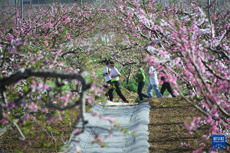 Beijing: 26. Internationales Pfirsichblüten-Festival in Pinggu eröffnet