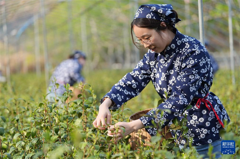 Teeindustrie vermehrt das Einkommen der lokalen Bewohner