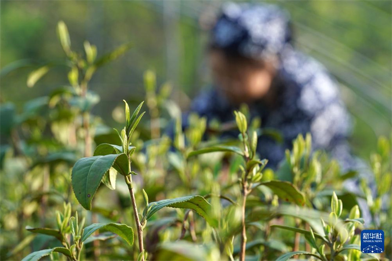 Teeindustrie vermehrt das Einkommen der lokalen Bewohner