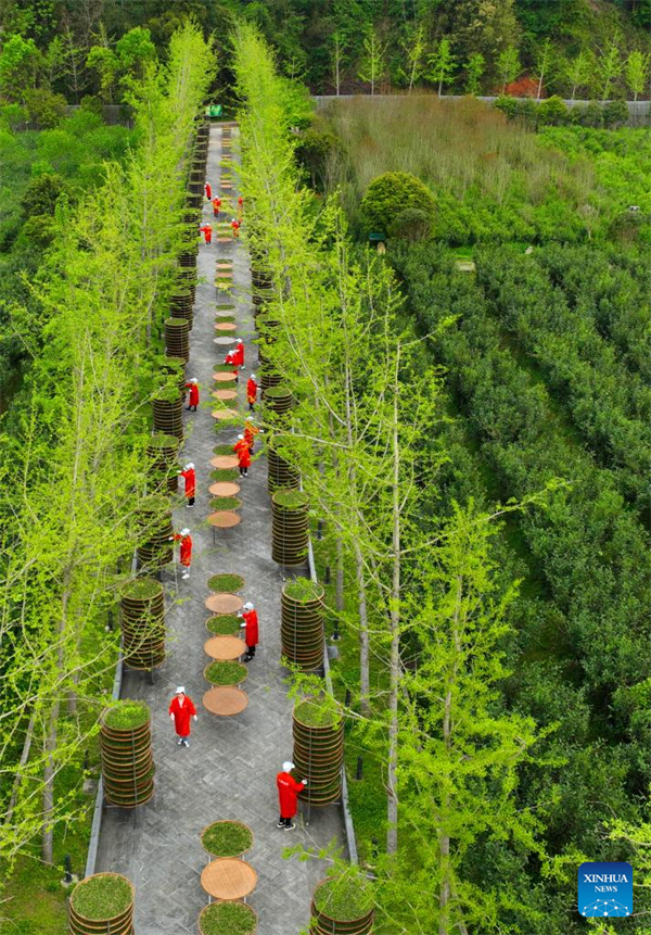 Teeindustrie in Fujian floriert durch diversifizierte Entwicklung