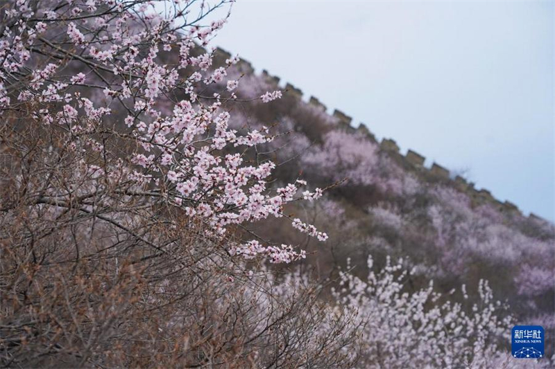 Beijing: Wunderschöne Frühlingslandschaft an der Chinesischen Mauer