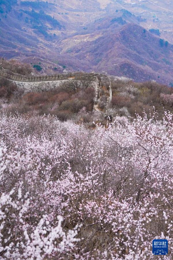 Beijing: Wunderschöne Frühlingslandschaft an der Chinesischen Mauer