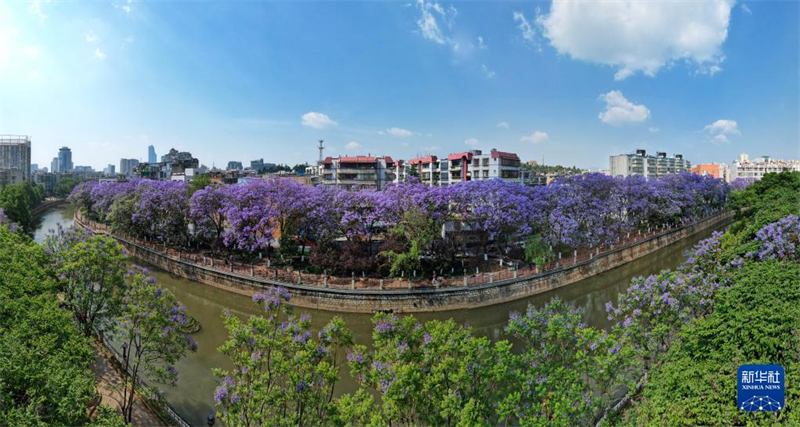 Blühende Palisanderholzbäume verschönern die „Frühlingsstadt“ Kunming