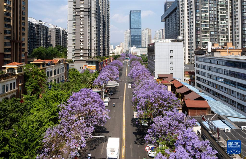 Blühende Palisanderholzbäume verschönern die „Frühlingsstadt“ Kunming