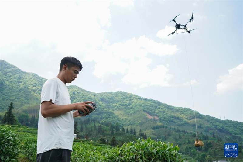 Huangshan: Drohnen helfen beim Transport in der bergigen Teeplantage