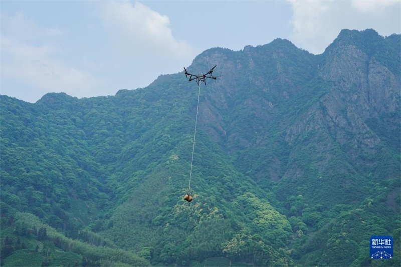 Huangshan: Drohnen helfen beim Transport in der bergigen Teeplantage