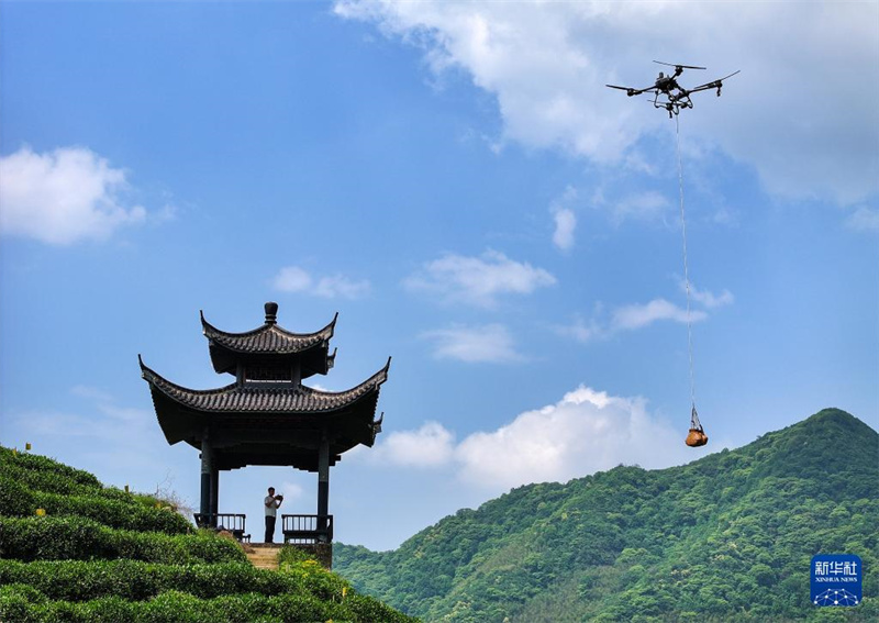 Huangshan: Drohnen helfen beim Transport in der bergigen Teeplantage