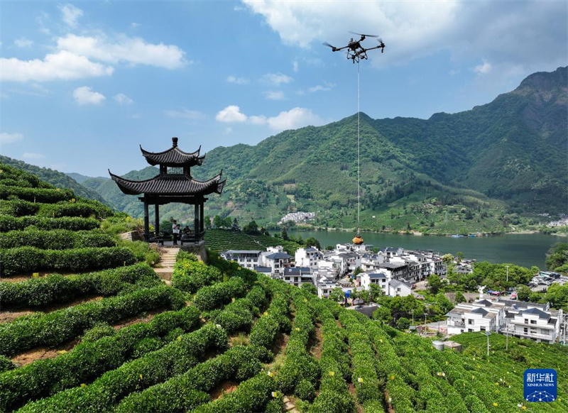 Huangshan: Drohnen helfen beim Transport in der bergigen Teeplantage