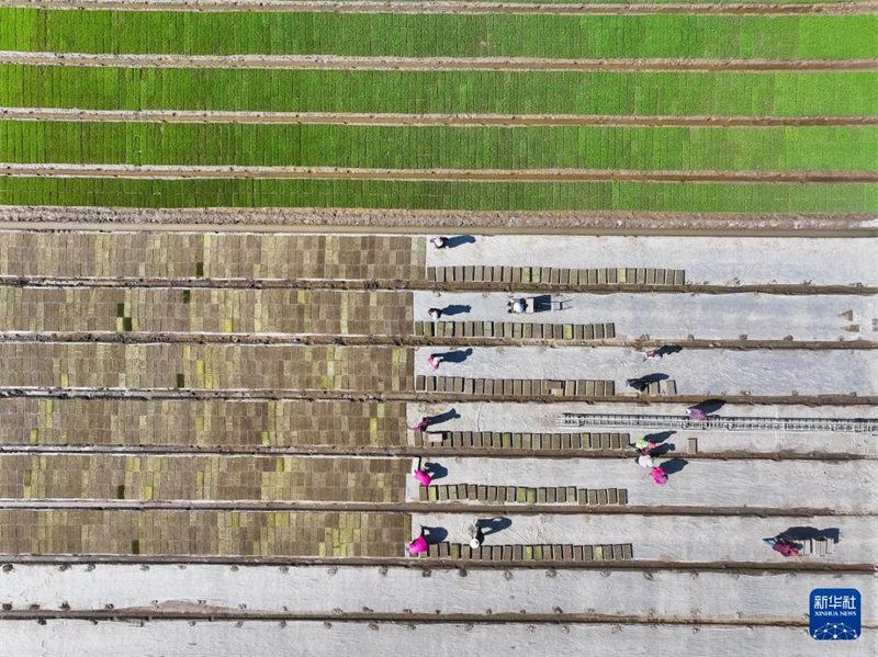 Jiangsu: Saatzucht des Wasserreises in der Genossenschaft für Agrarmaschinen