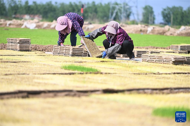 Jiangsu: Saatzucht des Wasserreises in der Genossenschaft für Agrarmaschinen