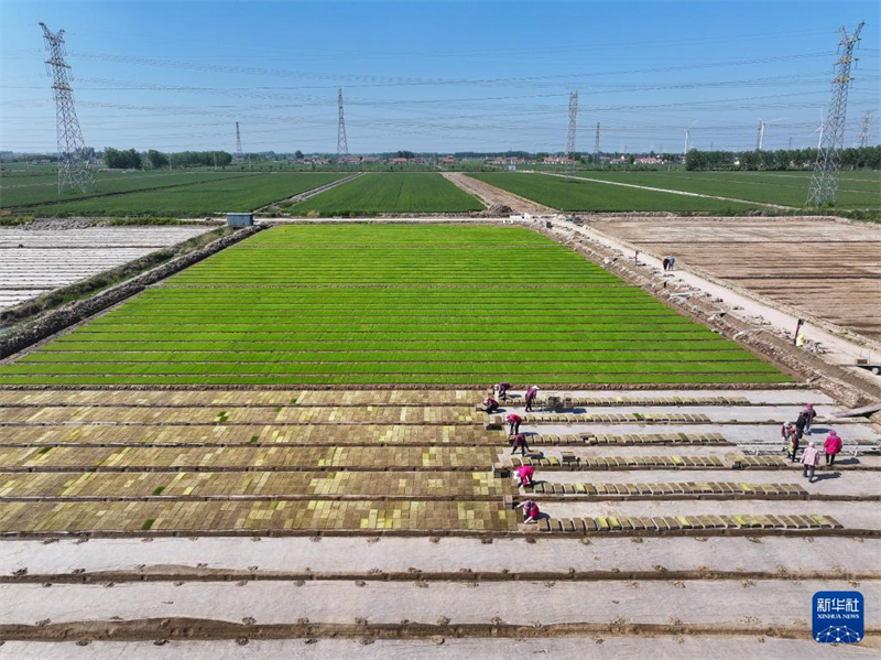 Jiangsu: Saatzucht des Wasserreises in der Genossenschaft für Agrarmaschinen