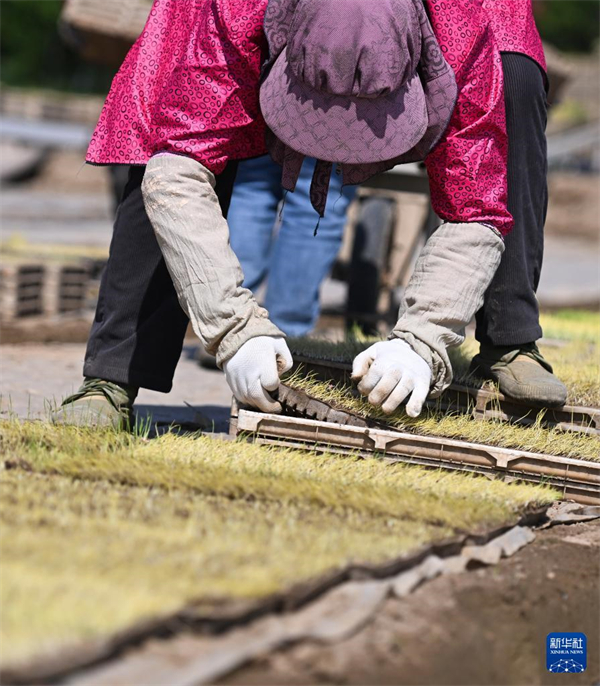 Jiangsu: Saatzucht des Wasserreises in der Genossenschaft für Agrarmaschinen