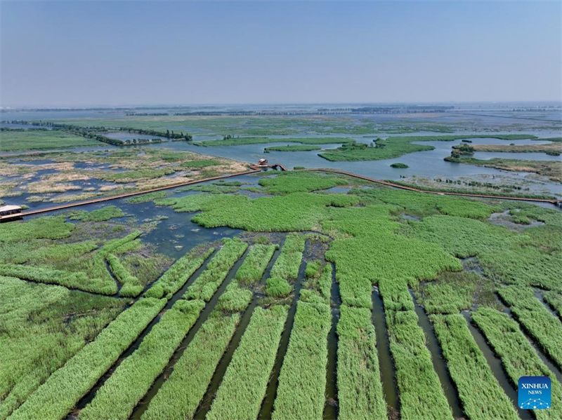 Wasserqualität des Baiyangdian-Sees in Nordchina verbessert