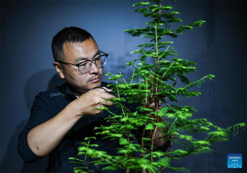 Mann widmet sich der Penjing-Kunst im Sichuan-Stil