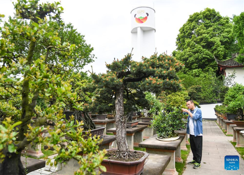 Mann widmet sich der Penjing-Kunst im Sichuan-Stil