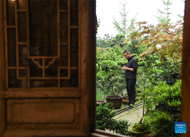 Mann widmet sich der Penjing-Kunst im Sichuan-Stil