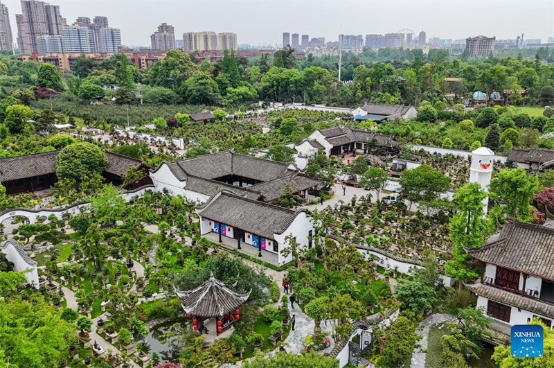 Mann widmet sich der Penjing-Kunst im Sichuan-Stil