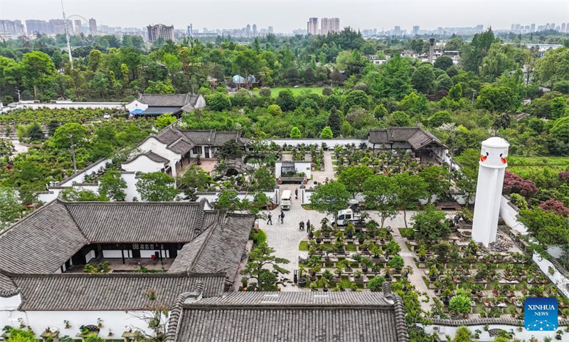 Mann widmet sich der Penjing-Kunst im Sichuan-Stil