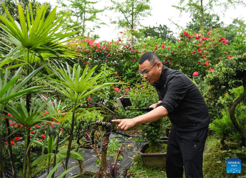 Mann widmet sich der Penjing-Kunst im Sichuan-Stil