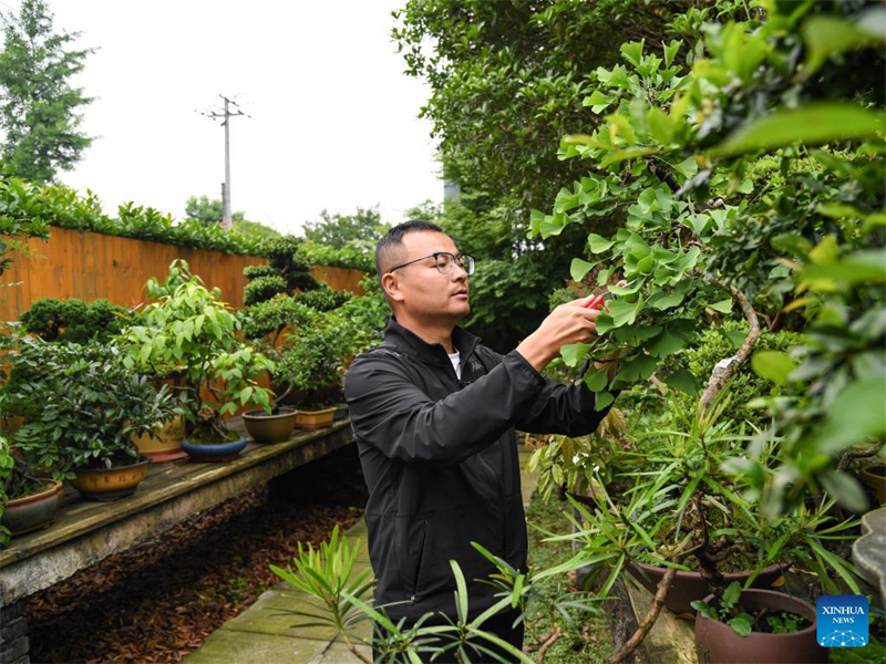 Mann widmet sich der Penjing-Kunst im Sichuan-Stil