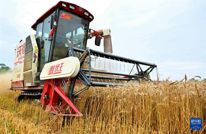 Sichuan: Mähmaschinen für die Weizenernte im Einsatz
