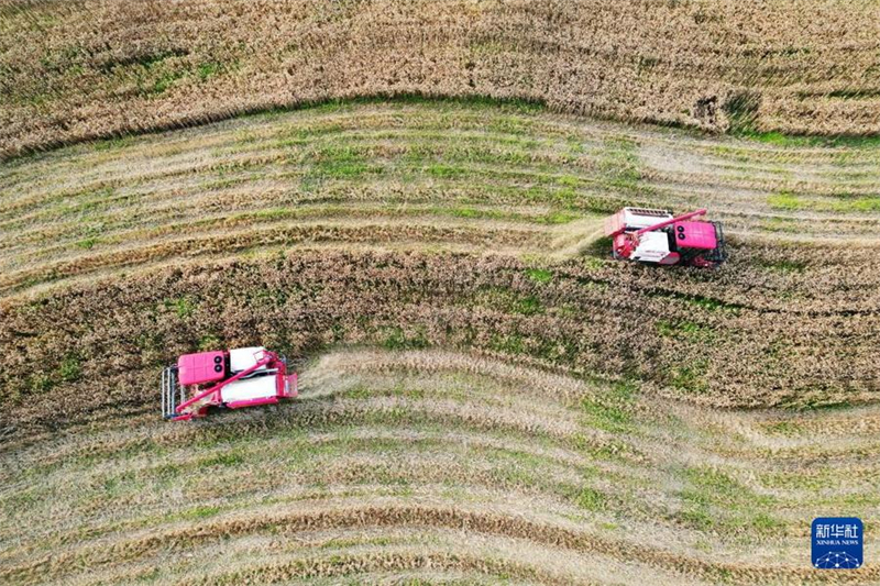 Sichuan: Mähmaschinen für die Weizenernte im Einsatz