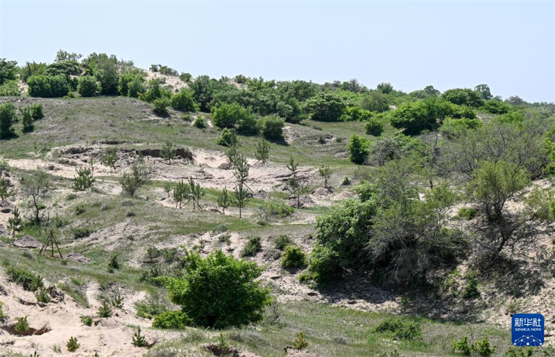 Das Horqin-Sandland wird allmählich grün „gefärbt“