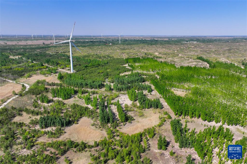 Das Horqin-Sandland wird allmählich grün „gefärbt“