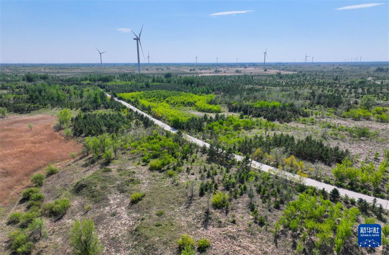 Das Horqin-Sandland wird allmählich grün „gefärbt“