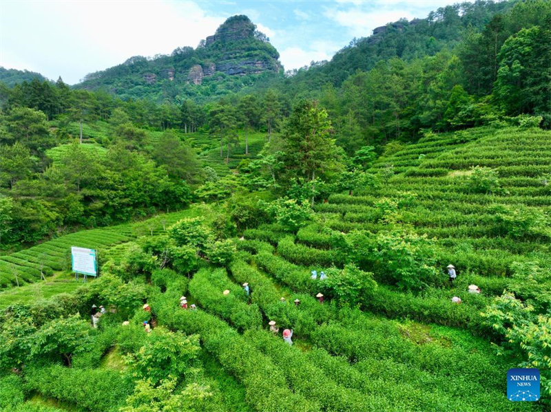 Teeindustrie floriert in Südostchina