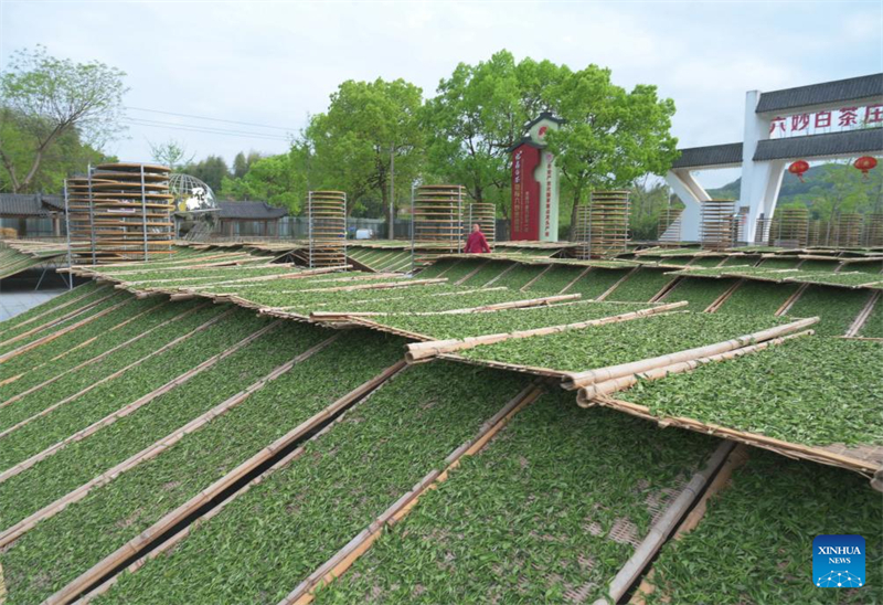Teeindustrie floriert in Südostchina