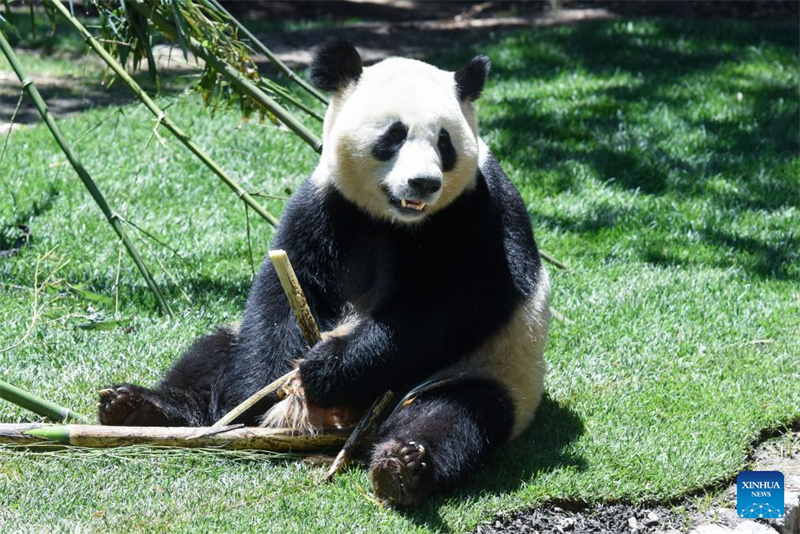 Riesenpanda-Pärchen wird in Madrid vorgestellt