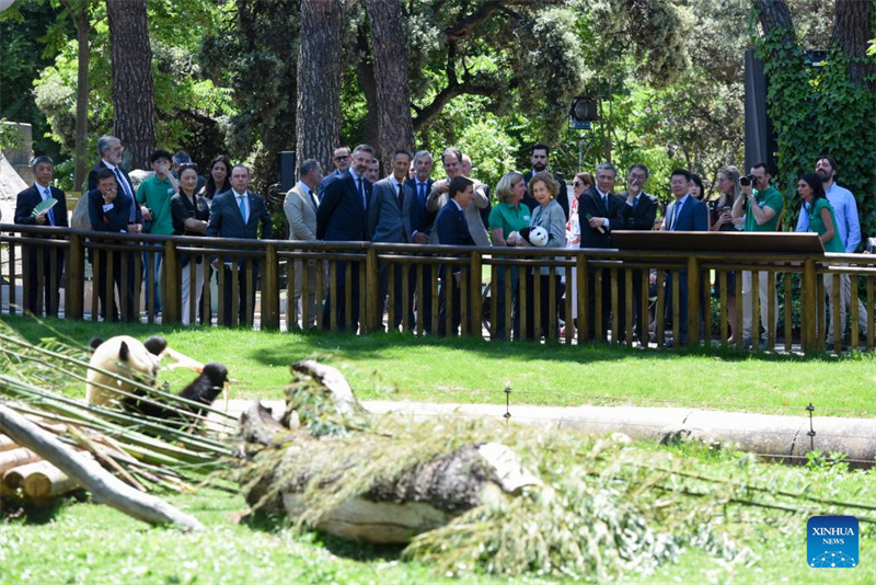 Riesenpanda-Pärchen wird in Madrid vorgestellt