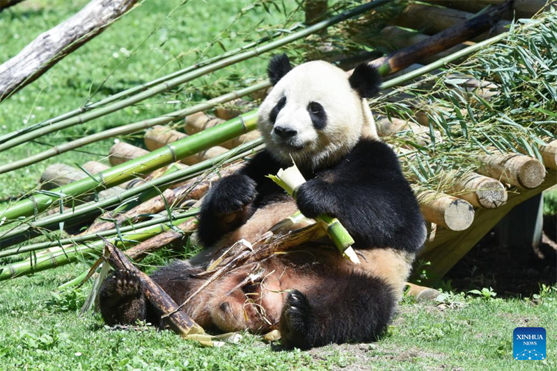 Riesenpanda-Pärchen wird in Madrid vorgestellt